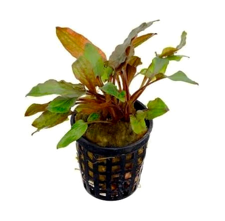 Cryptocoryne rubella