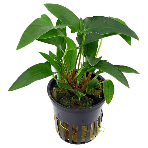 Anubia gracilis