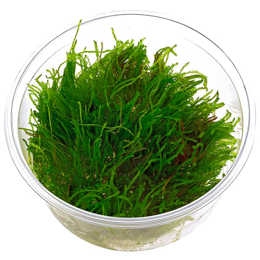 Musgo Erect (In Vitro)