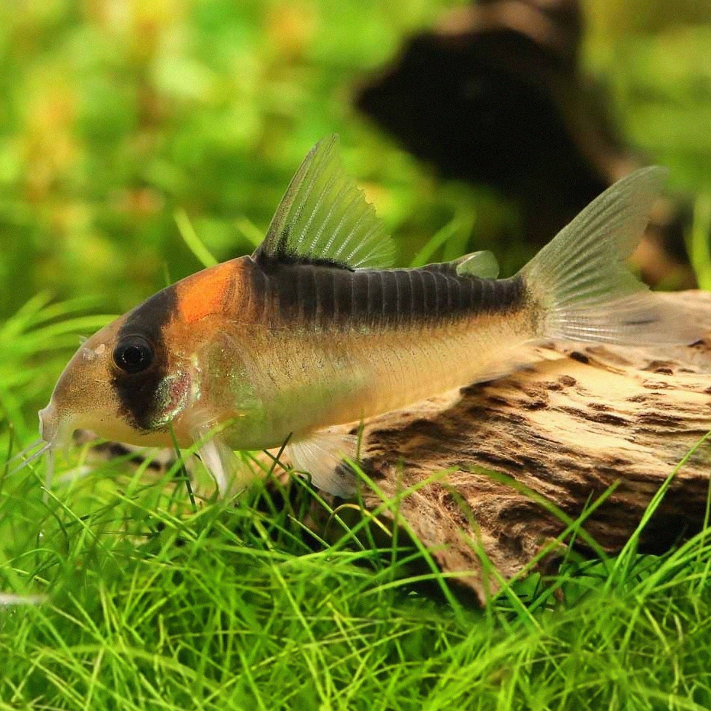 Corydora adolfoi