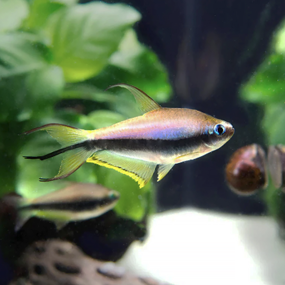 Tetra Imperador