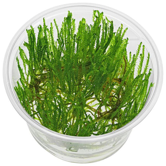 Musgo Taiwan (In Vitro)