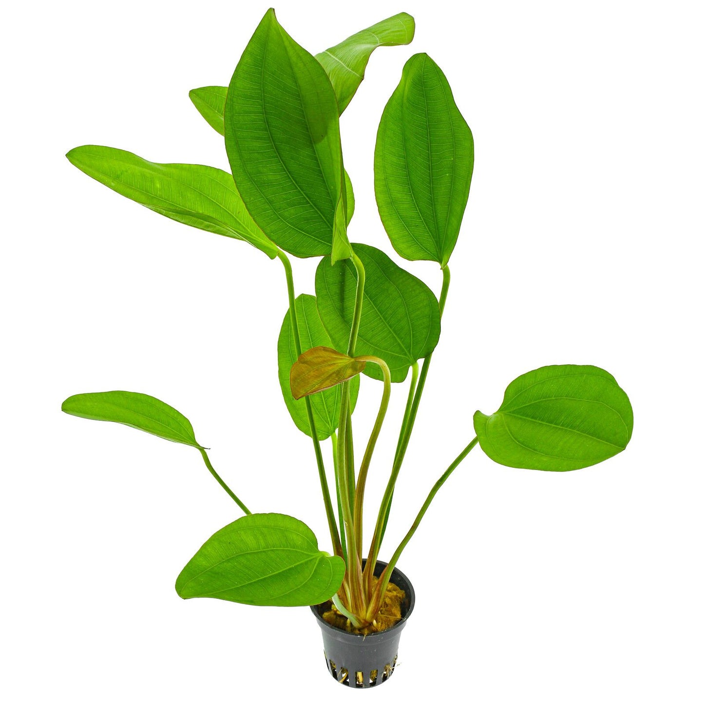 Echinodorus barthii