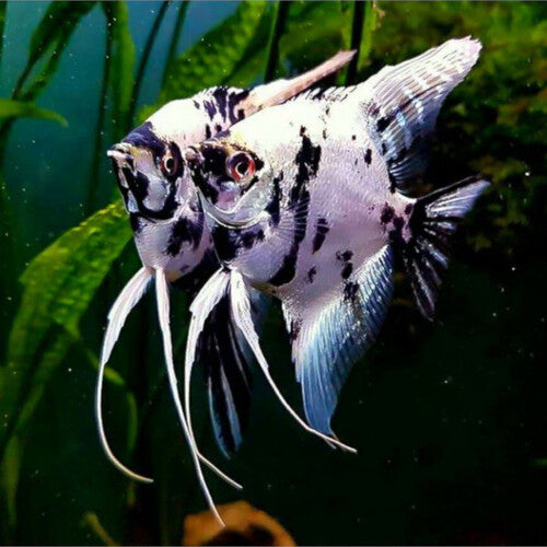 Escalar Panda 3cm