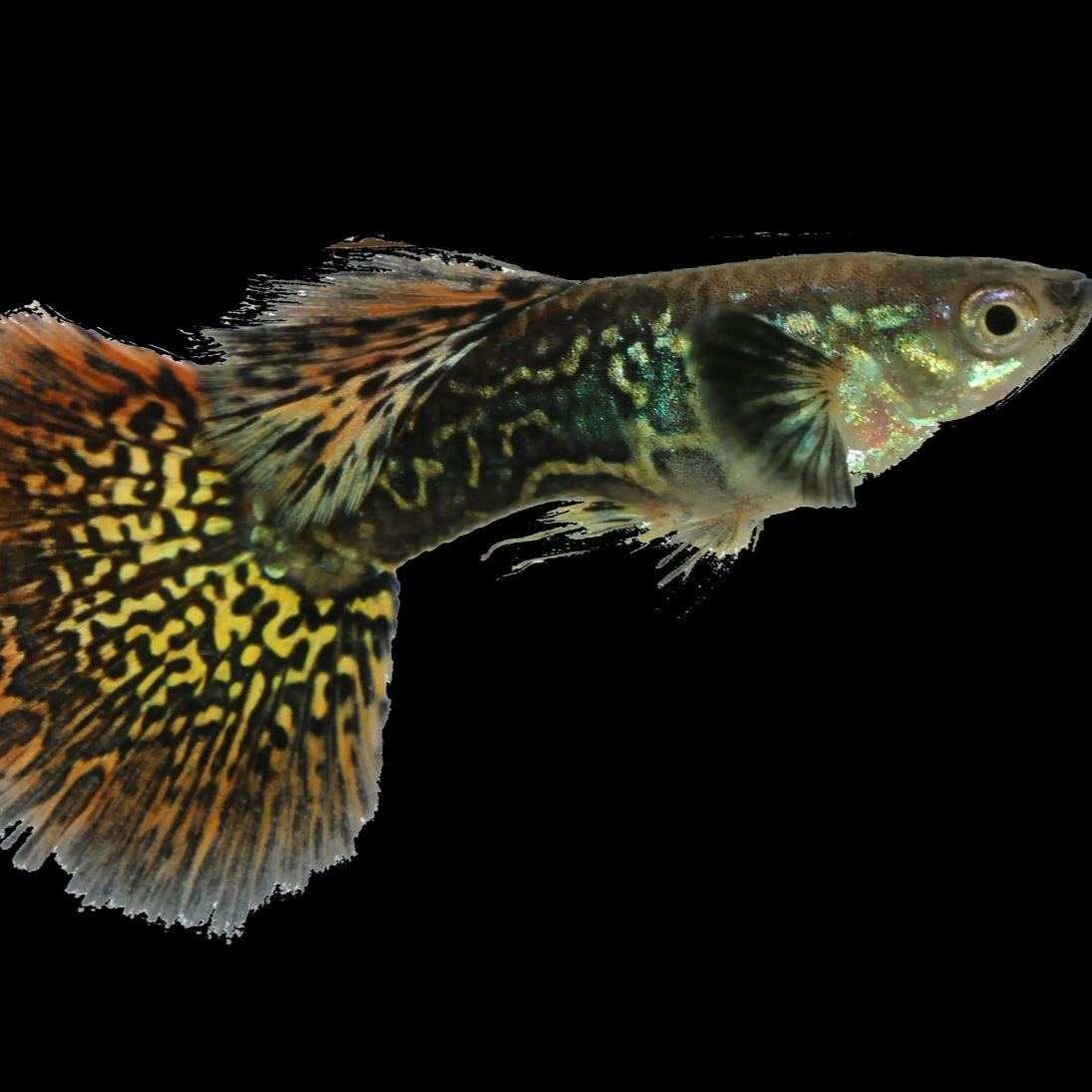 Guppy Macho Dumbo Verde Mosaico