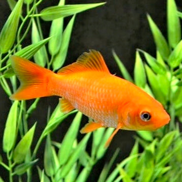 Cometa Vermelho 5-6cm