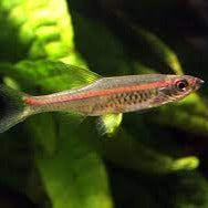Rasbora linha vermelha
