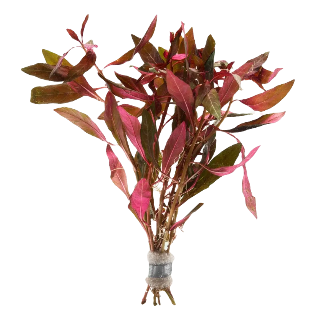 Ludwigia peruensis diamante