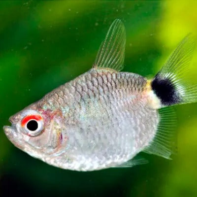 Tetra Santa Filomena Balão
