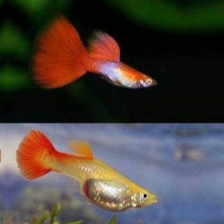 Guppys Japan Blue Red Tail Albino (Casal)