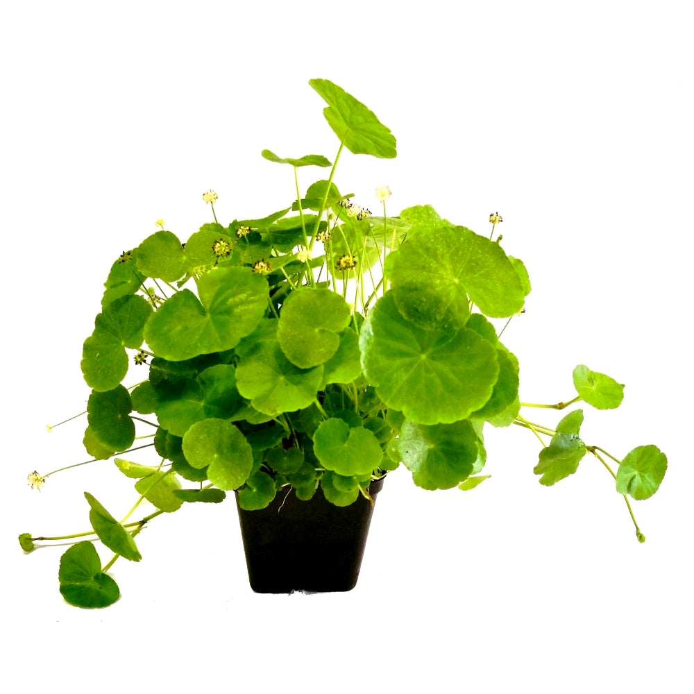 Hydrocotyle leucocephala