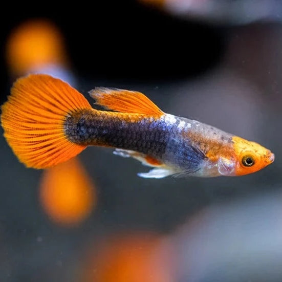 Guppy Koi Tuxedo (Macho)