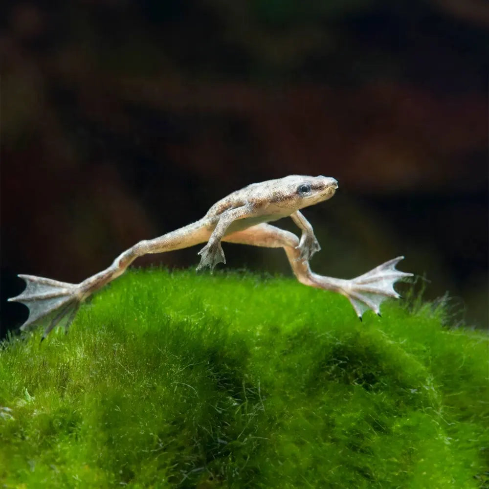 Rã Hymenochirus White Platinum