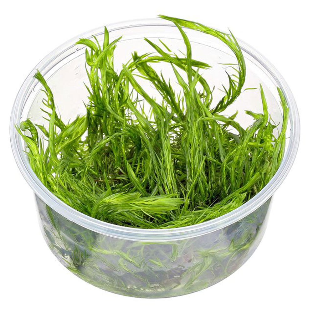 Mayaca fluviatilis (In Vitro)