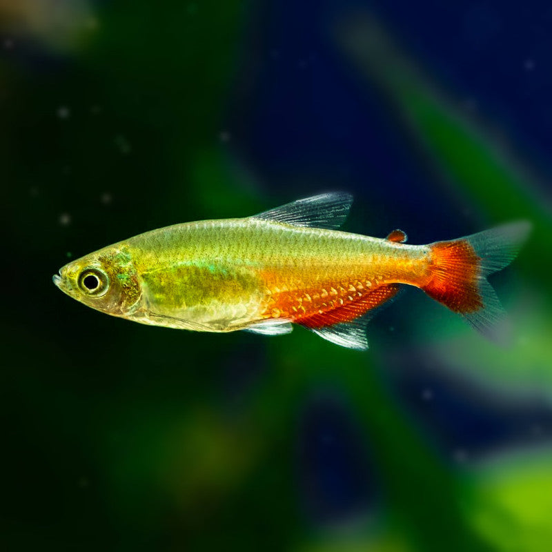 Tetra Green Fire