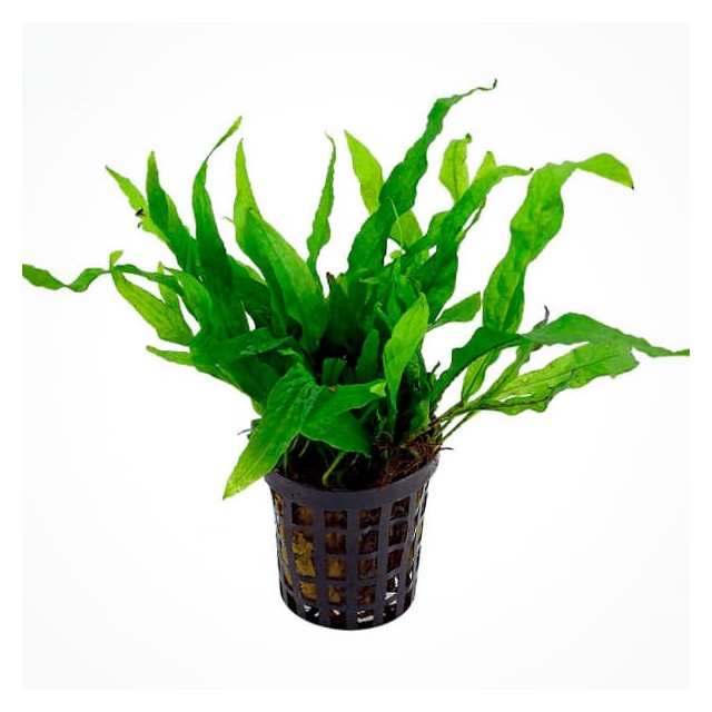 Microsorum pteropus Mini (Feto de Java Mini)