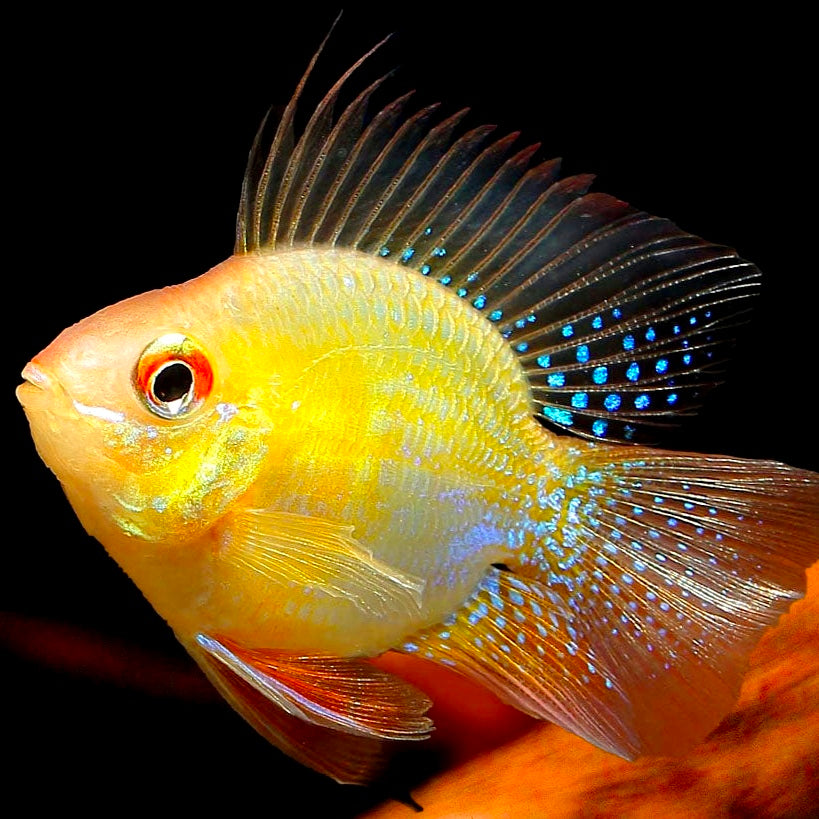 Ramirezi Balão Dourado 4cm