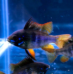 Ramirezi Midnight 3cm - Mikrogeophagus Ramirezi Preto Portugal