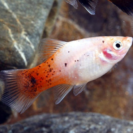 Platy Crystal Cauda Vermelha