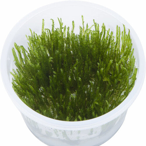 Musgo Spiky (In Vitro)