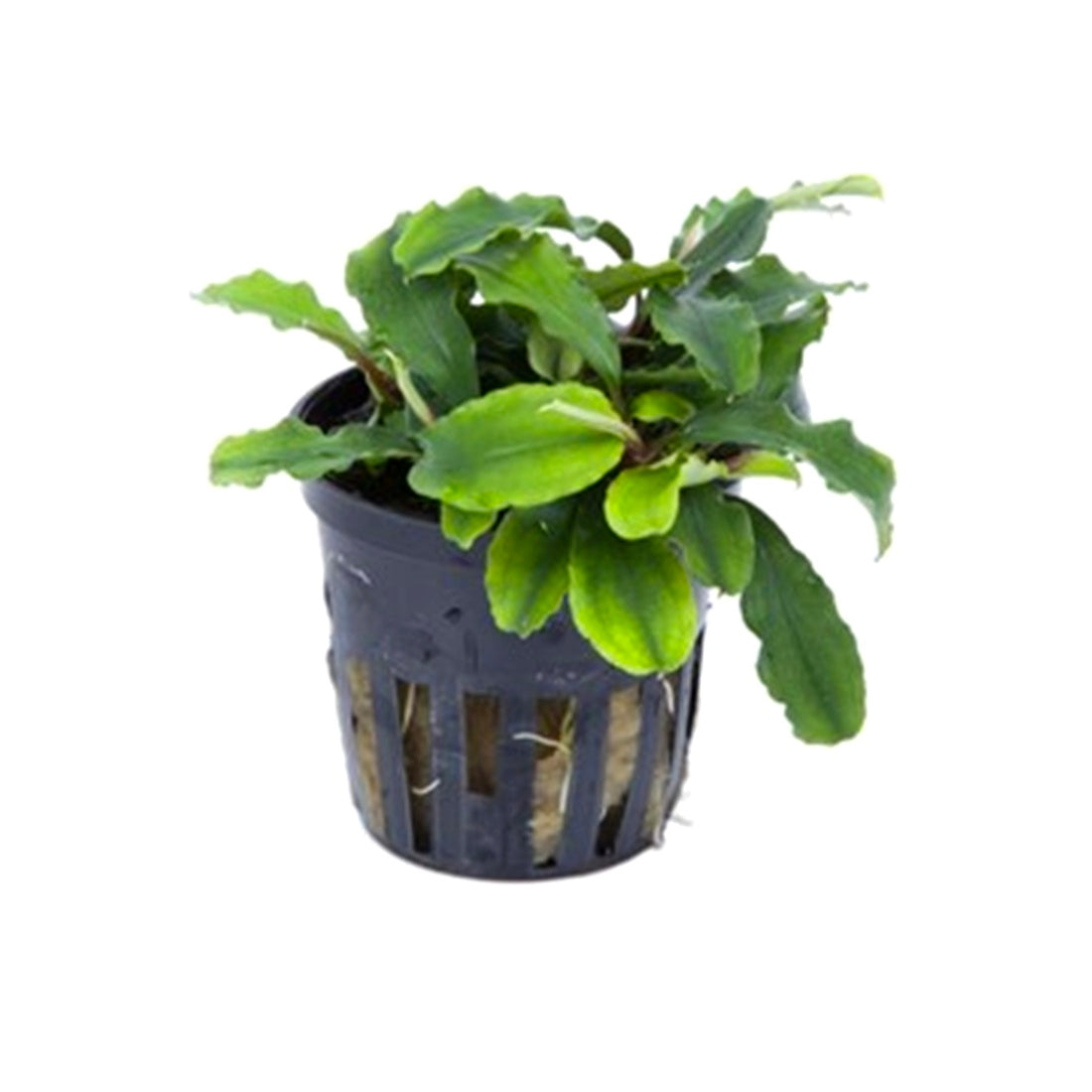 Bucephalandra "Wavy Green" (Dose)