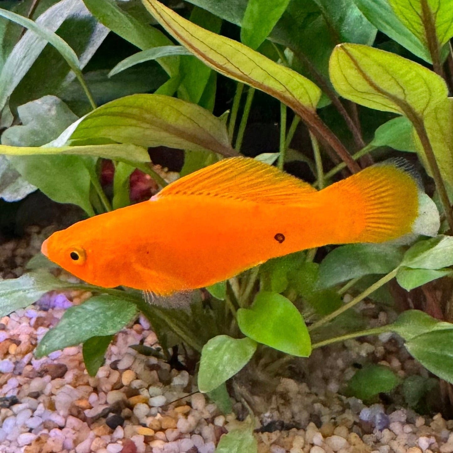 Molly Laranja