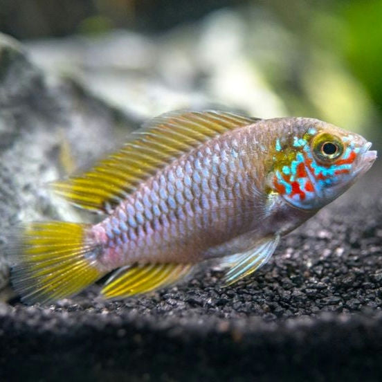 Apistogramma borellii