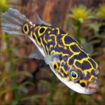 Tetraodon biocellatus 4cm