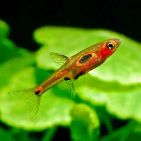 Rasbora merah