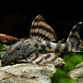 L205 Peckoltia sp