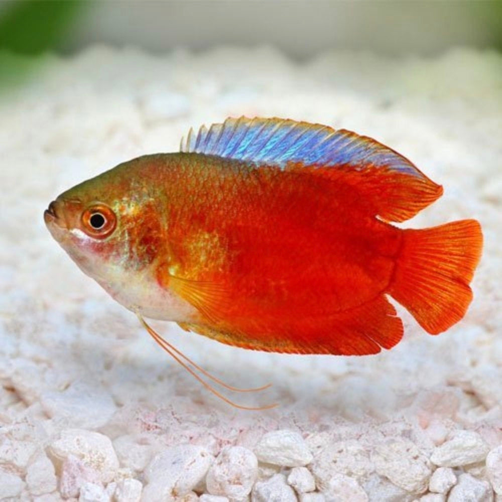 Colisa Lalia Vermelho (Casal)