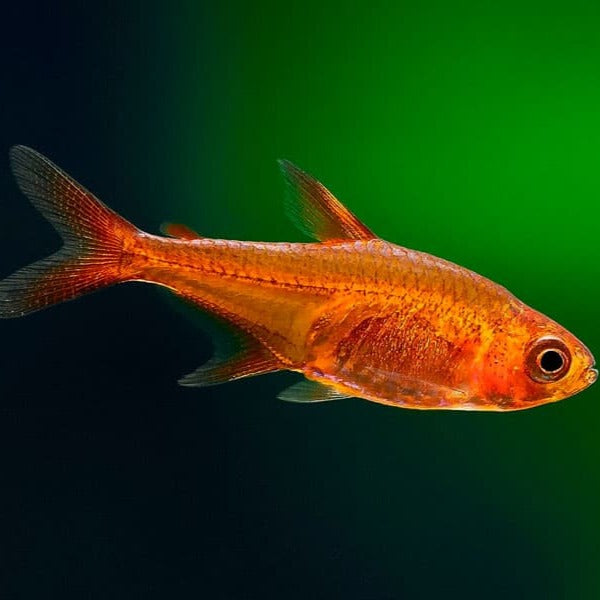 Tetra Ambar