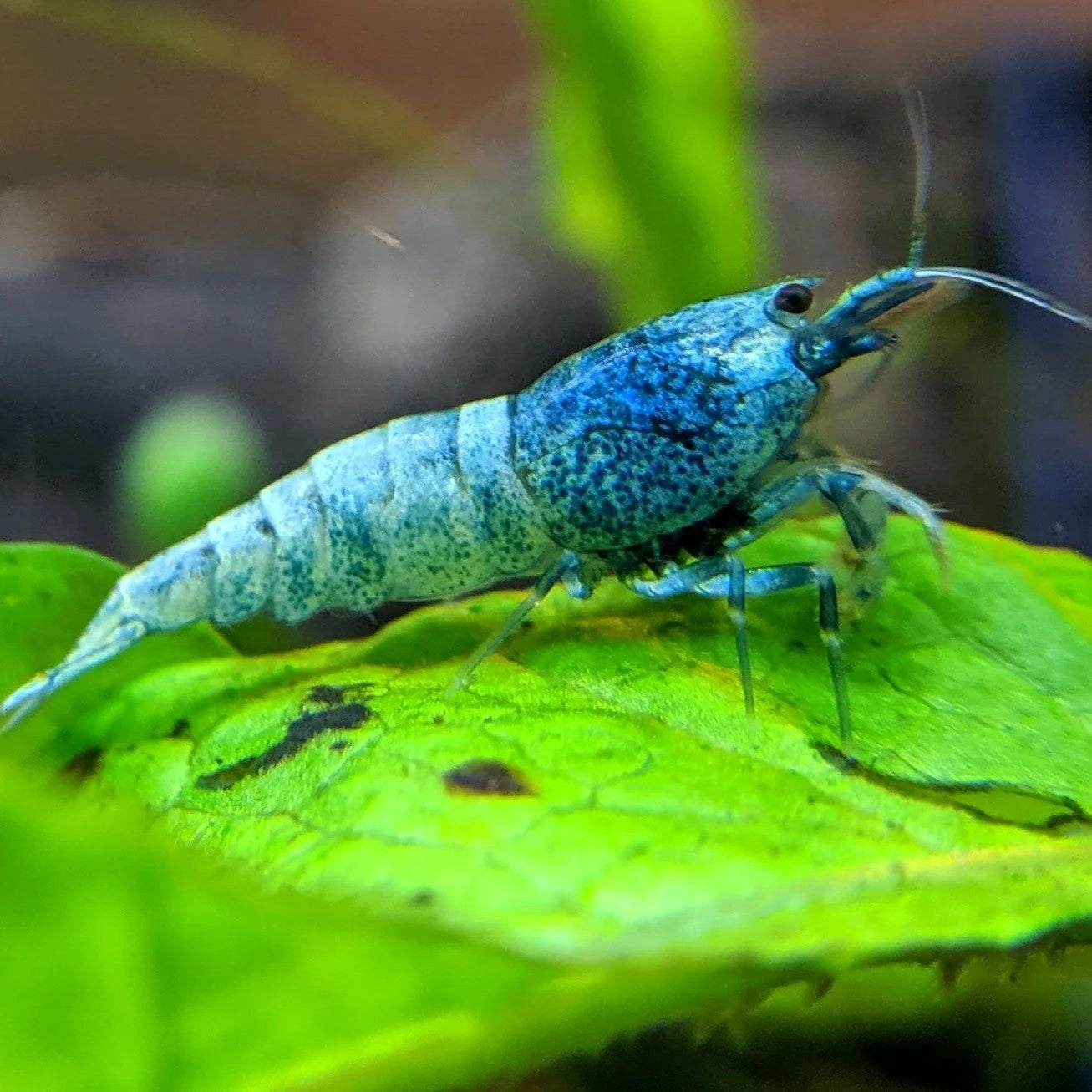 Caridina Blue Bolt