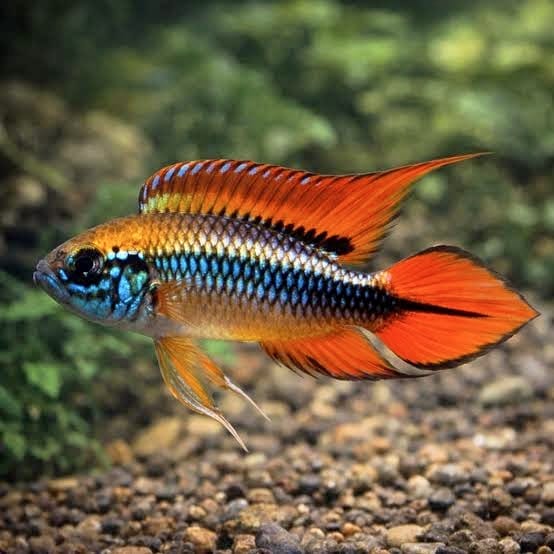 Apistogramma agassizii Double Red