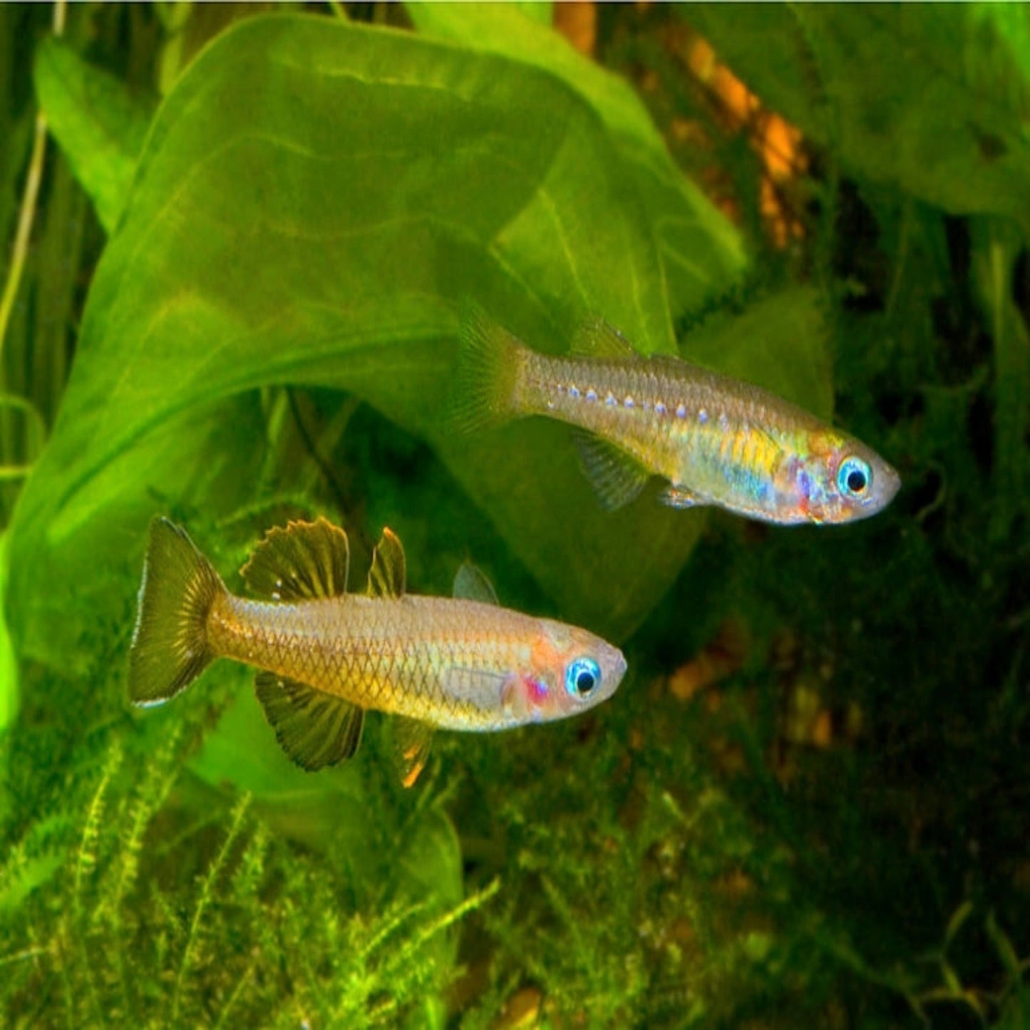 Pseudomugil tenellus