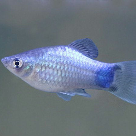 Platy Mickey Mouse Azul