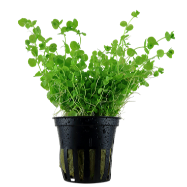 Micranthemum umbrosum