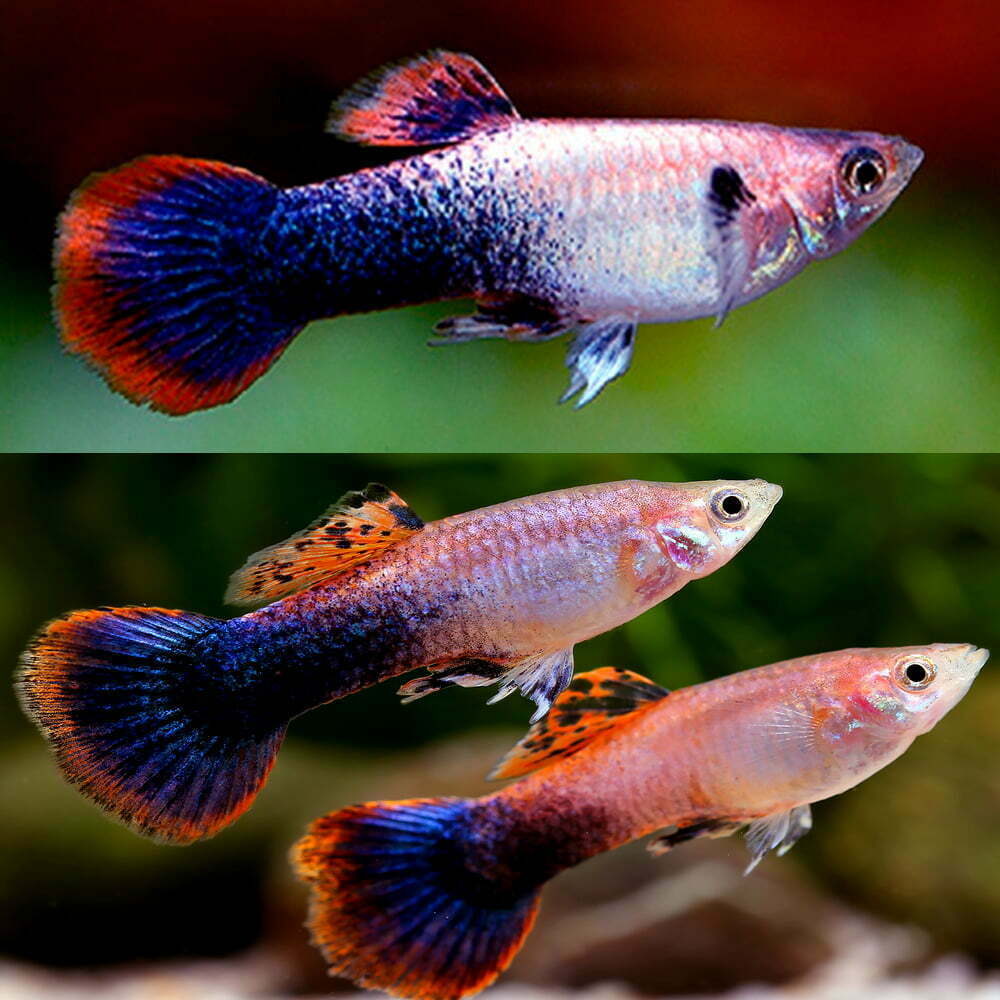 Guppys Rosa Tuxedo (Casal)