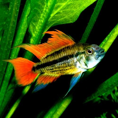 Apistogramma Cacatuoides Orange