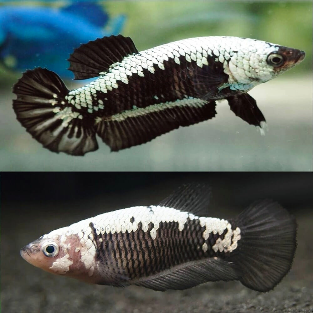 Betta Fêmea Plakat Halfmoon Samurai Negro