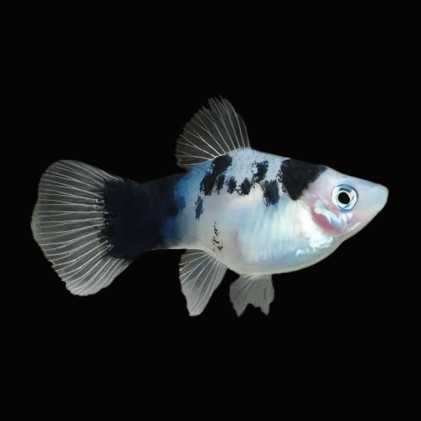 Platy Coral Panda