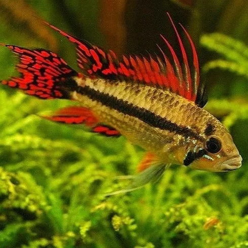 Apistogramma Cacatuoides Double Red