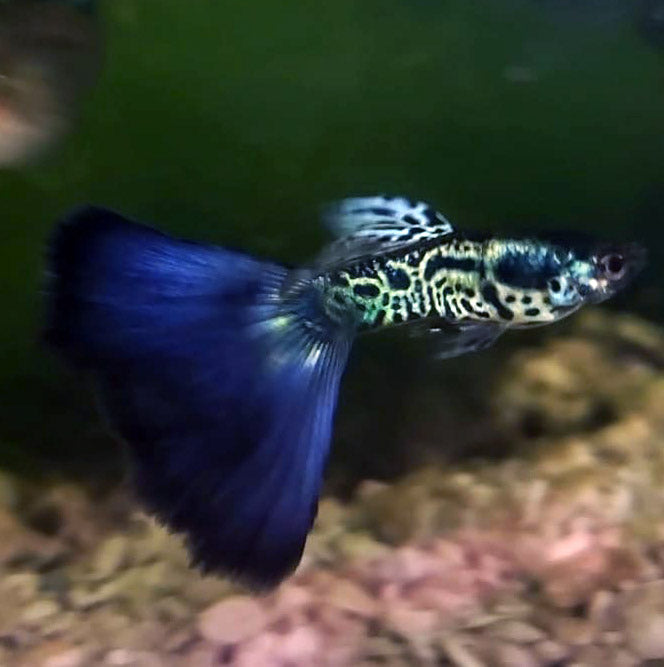 Guppys Blue Galaxy (Casal)