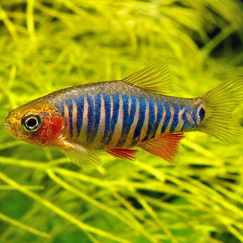 Rasbora Esmeralda
