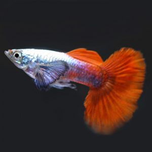 Guppys Platinum Red Tail Big Ear (Casal)