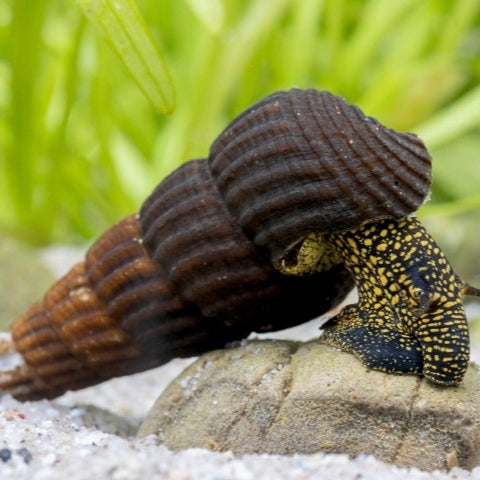 Tylomelania Yellow Spotted