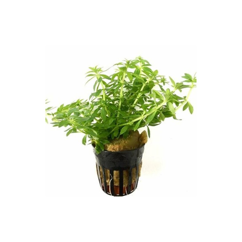 Limnophilla sp. Vietnam mini