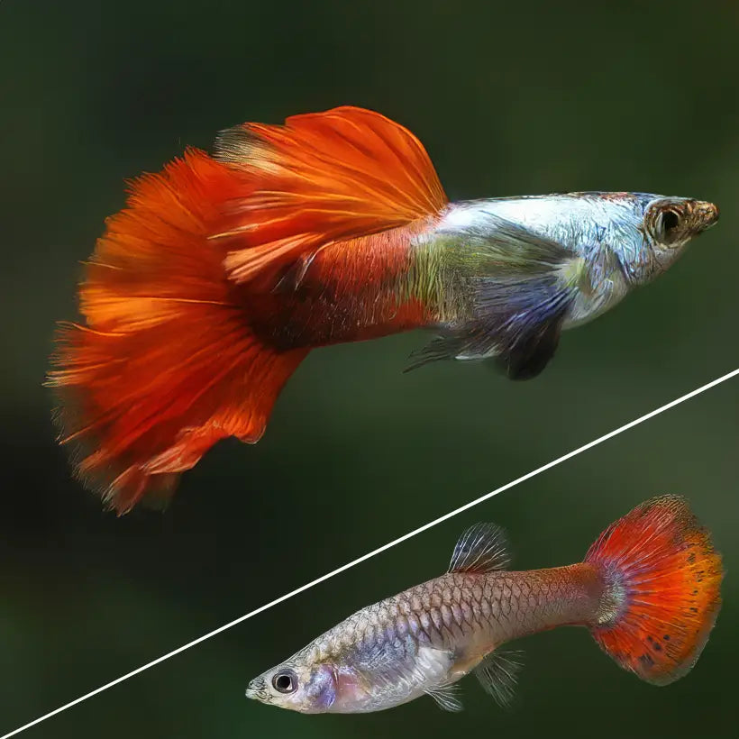 Guppys Dumbo Red Saphire (Casal)