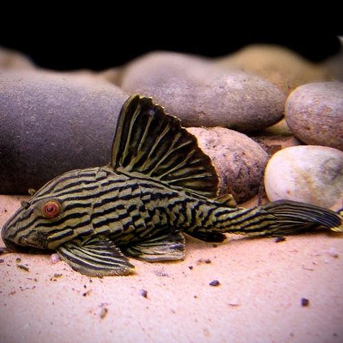 L190 Panaque Real 5cm