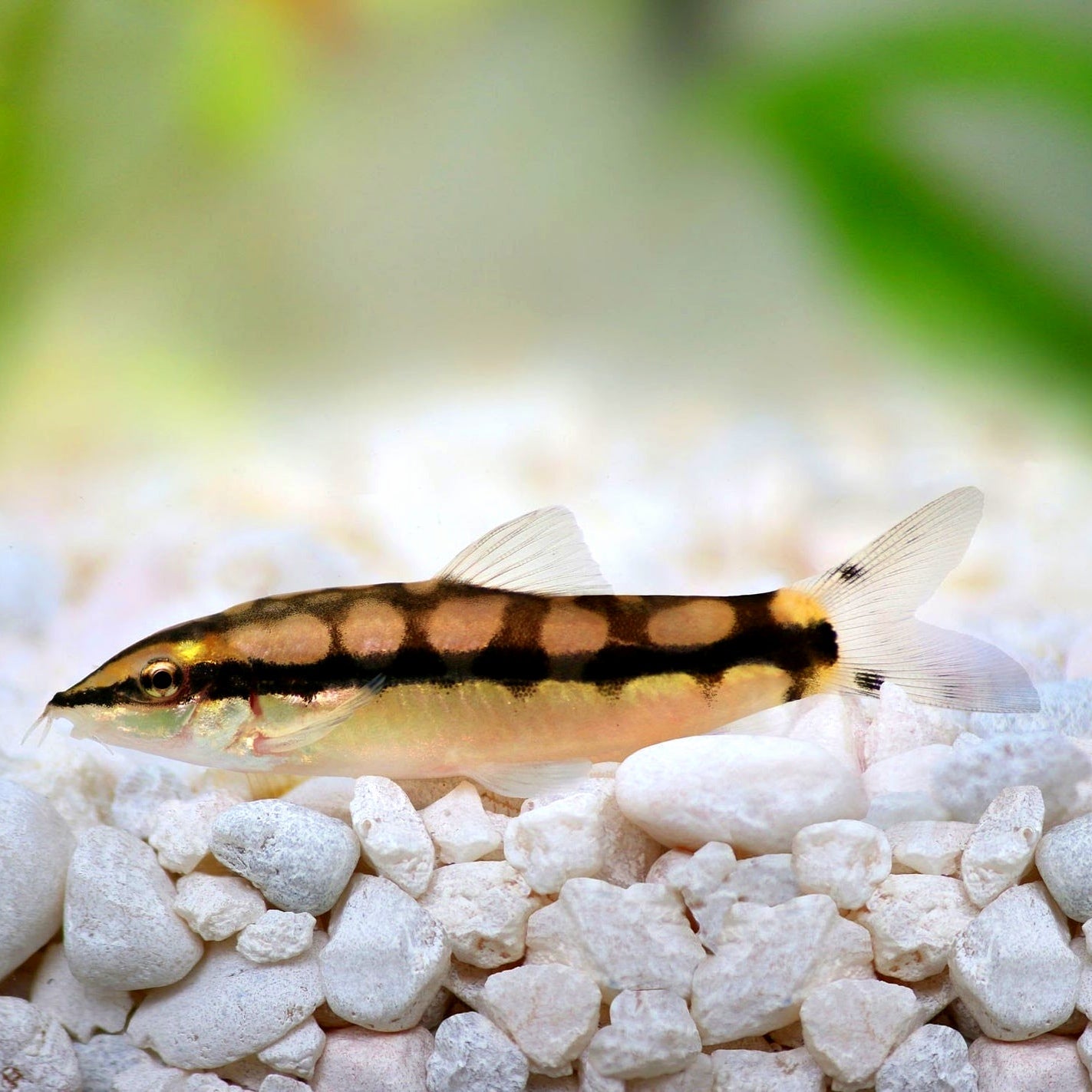 Botia Pigmeu 2,5cm